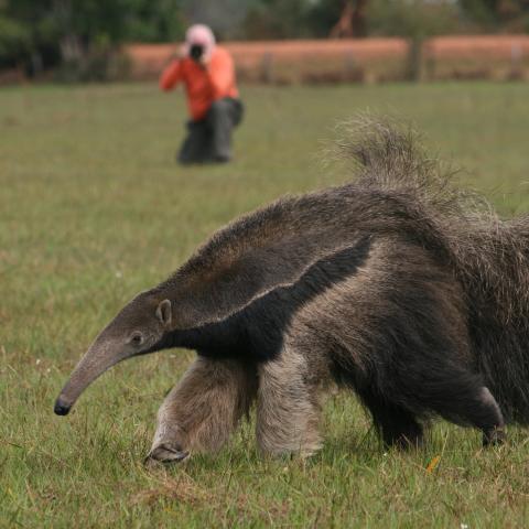 Giant anteater and guest, Baia das Pedras