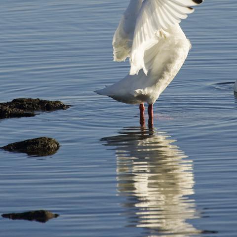 Coscoroba Swan, Torres del Paine