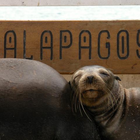 Galapagos Sea Lion