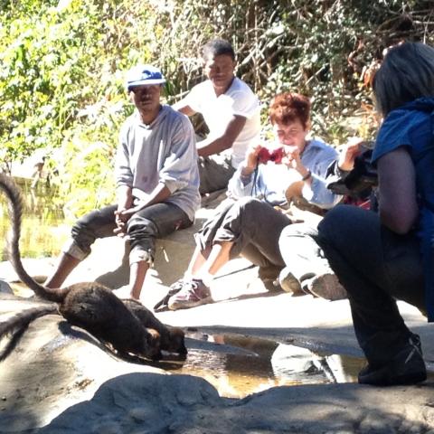 Red-fronted Brown lemurs take a drink in front of group
