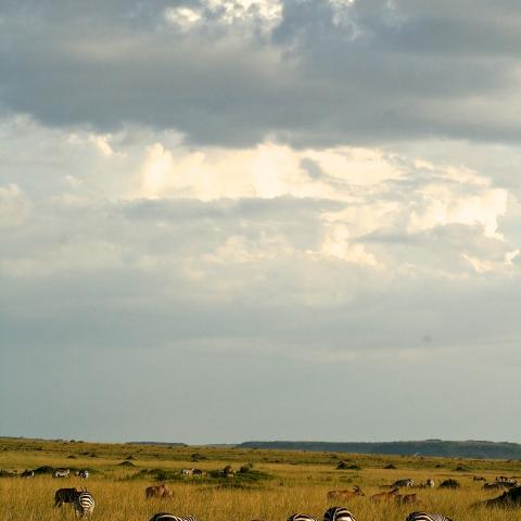 Masai Mara scenery