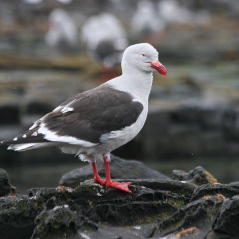 Dolphin gull, Falkland Islands