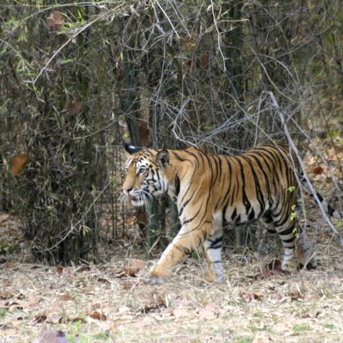 Tiger in India