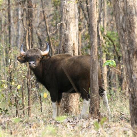 Gaur, India