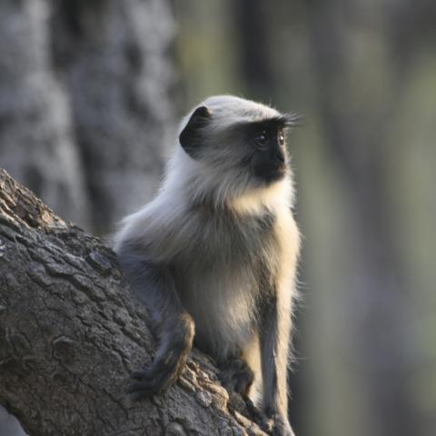 Langur