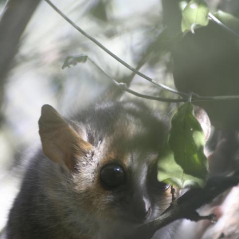Mouse lemur - World's smallest primate in Berenty