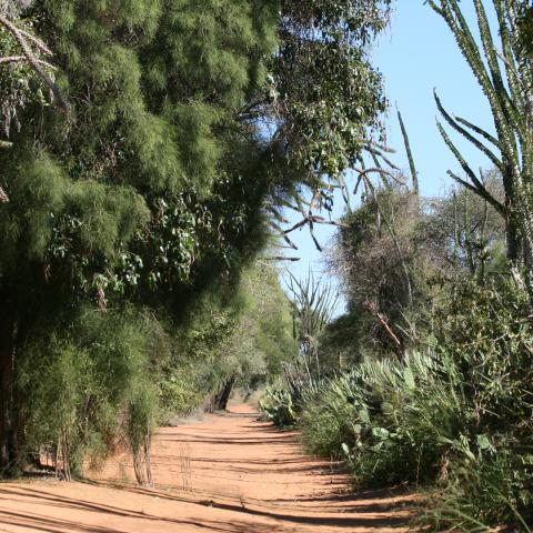 Spiny desert trail in Berenty