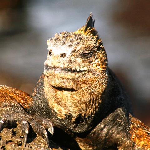 Marine iguana, Galapagos