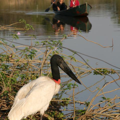 Jabiru stork, Pantanal