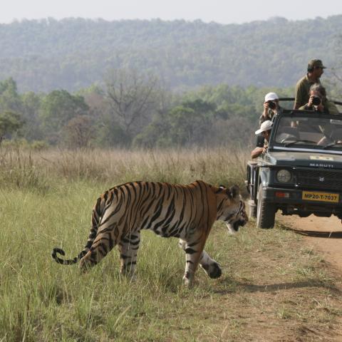 Tiger 