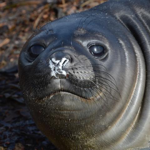 Elephant seal baby, Falkland Islands