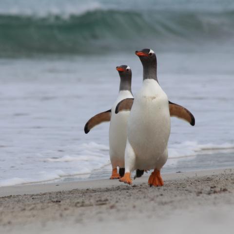 Gentoo penguins, Falkland Islands
