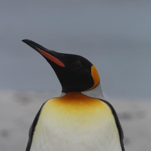 King penguin, Falkland Islands