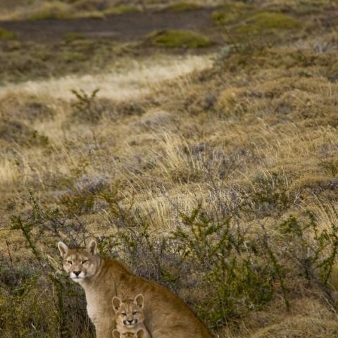 Puma and cubs