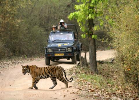 Tiger crosses road