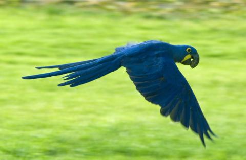 Hyacinth macaw, Pantanal Hyacinth macaw, Pantanal