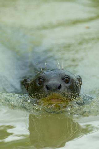 Giant otter, Cuiaba River Giant otter, Cuiaba River