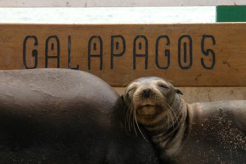 Galapagos Sea Lion Galapagos Sea Lion