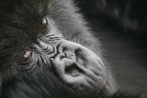 Mountain Gorilla