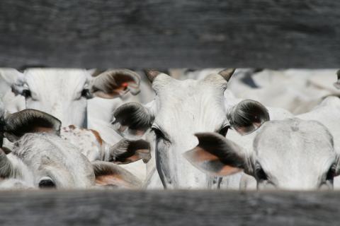 Cattle at Baia das Pedras