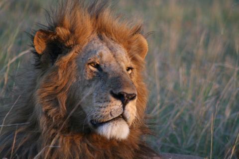 Lion in Masai Mara