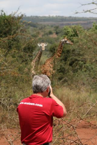 Photographing giraffes in Akagera National Park