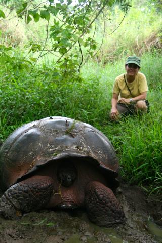 Galapagos Giant Tortoise