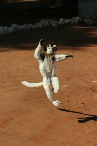 Dancing sifaka at Berenty
