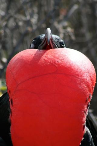 Magnificent Frigatebird, Galapagos