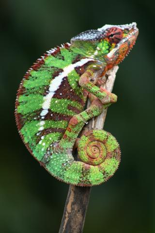 Chameleon