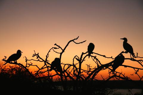 Sunset, Galapagos