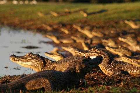 Caiman at edge of pond, Pantanal