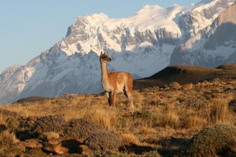 Guanaco, Torres del Paine