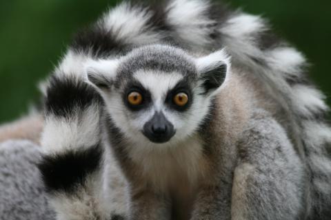 Ring-tailed lemurs at Berenty
