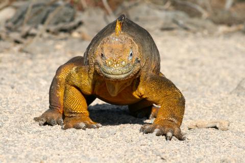Land Iguana, Galapagos