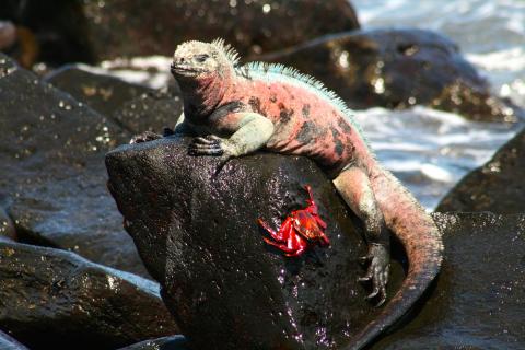 Marine iguana, Galapagos