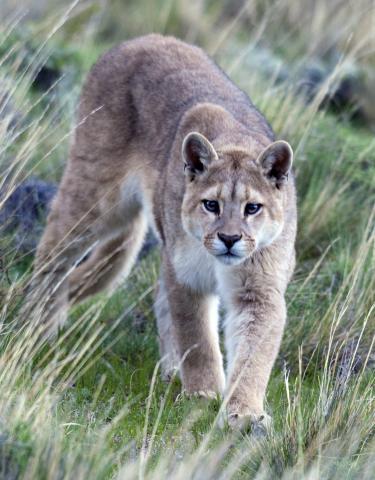Mountain lion in Patagonia