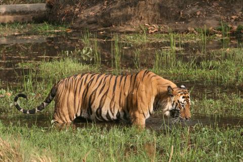 Tiger drinking