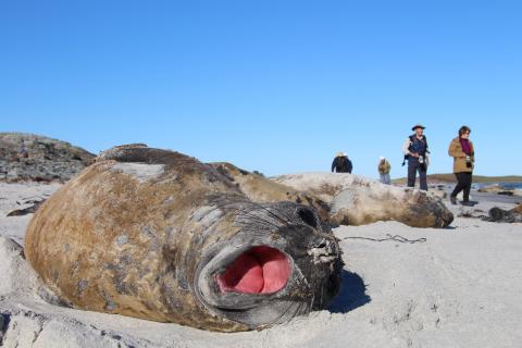 Elephant seal, Sea Lion Island