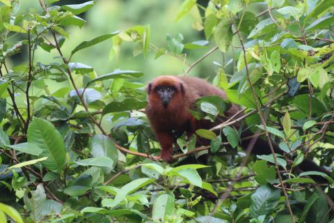 Dusky titi monkey in Tambopata Reserve Dusky titi monkey in Tambopata Reserve