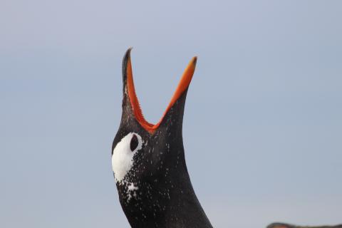 Gentoo penguin, Falkland Islands