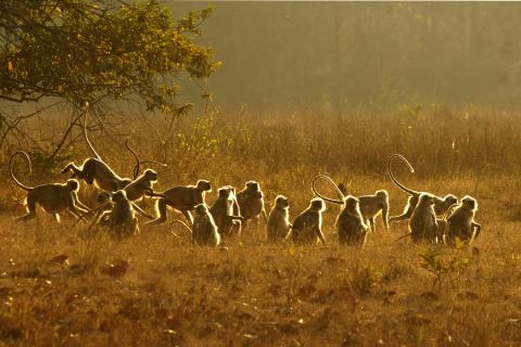 Langur troop