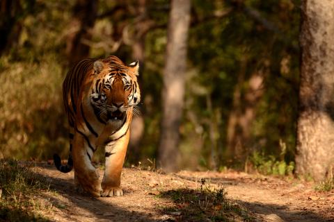 Bengal tiger in India