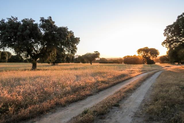 Iberian Lynx habitat, Spain