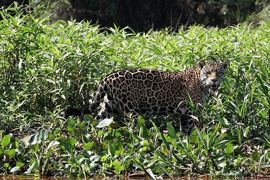 Jaguar, Cuiaba River