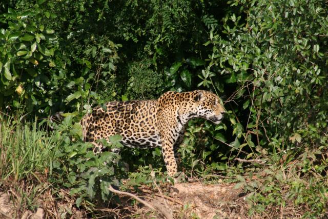 Jaguar on riverbank, Cuiaba River
