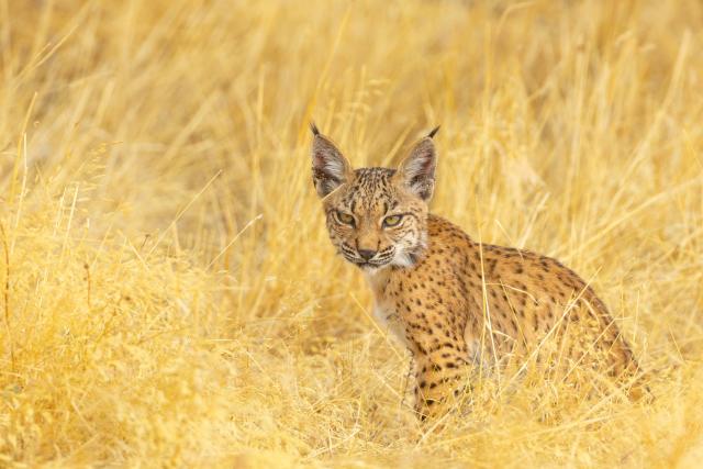 Iberian Lynx, Spain