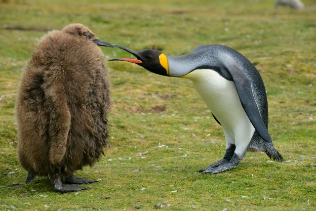King penguin, Falkland Islands