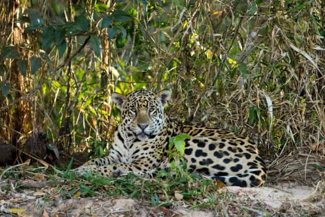 Jaguar on riverbank, Cuiaba River