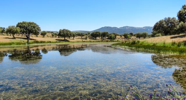 Iberian Lynx habitat, Spain